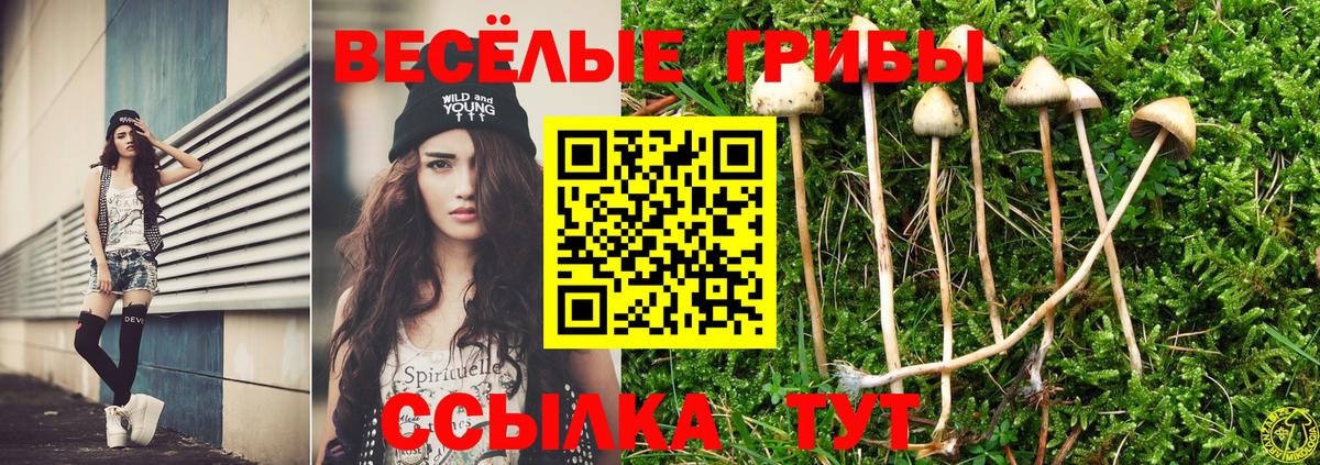 где продают наркотики  Псилоцибиновые грибы прущие грибы  Псилоцибиновые грибы Cubensis  Вход с VPN  Курган 
